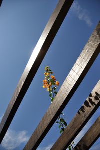 Low angle view of flowering plants against blue sky