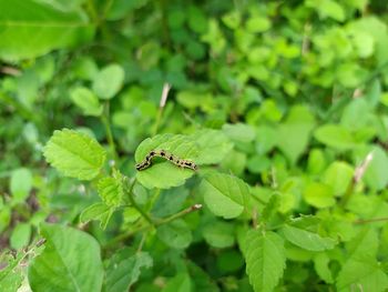 Close-up of insect on leaf