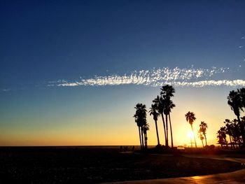 Palm trees at sunset