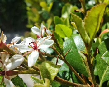 Close-up of flowers