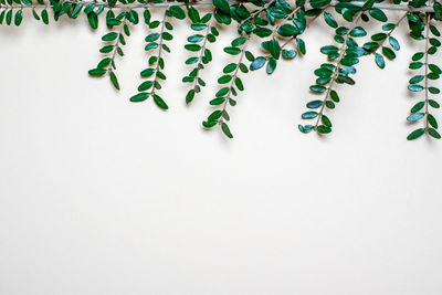 Directly above shot of pills on white background