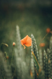 Close-up of orange flower on field