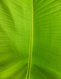 Full frame shot of leaves