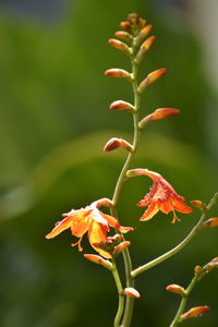 Close-up of orange flowering plant