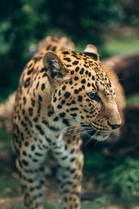 Close-up of a leopard 