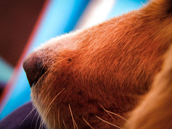 Close-up of a dog