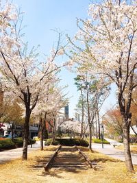 View of cherry blossom trees in park