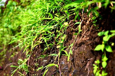 Close-up of plant growing on field