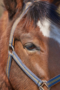 Close-up of horse