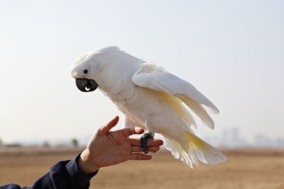 Human hand holding a bird