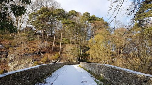 Road amidst trees against sky