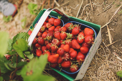 High angle view of strawberries in containers on field