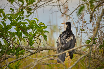 Low angle view of bird perching on tree