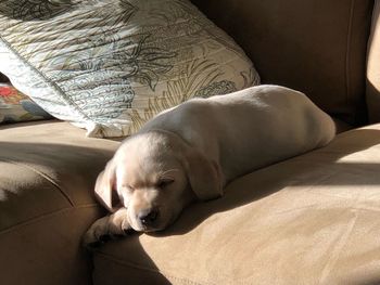 Close-up of dog sleeping on sofa at home