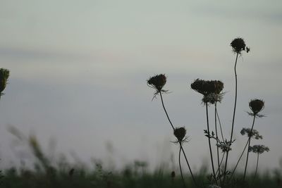 Low angle view of plants growing on field