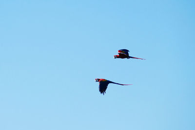 Low angle view of bird flying in sky