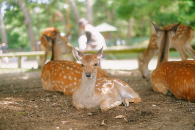 Close-up of deer on field