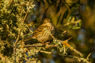 Close-up of bird perching on branch