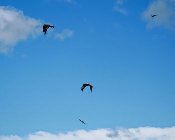 Low angle view of birds flying in sky