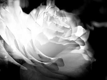 Close-up of rose blooming