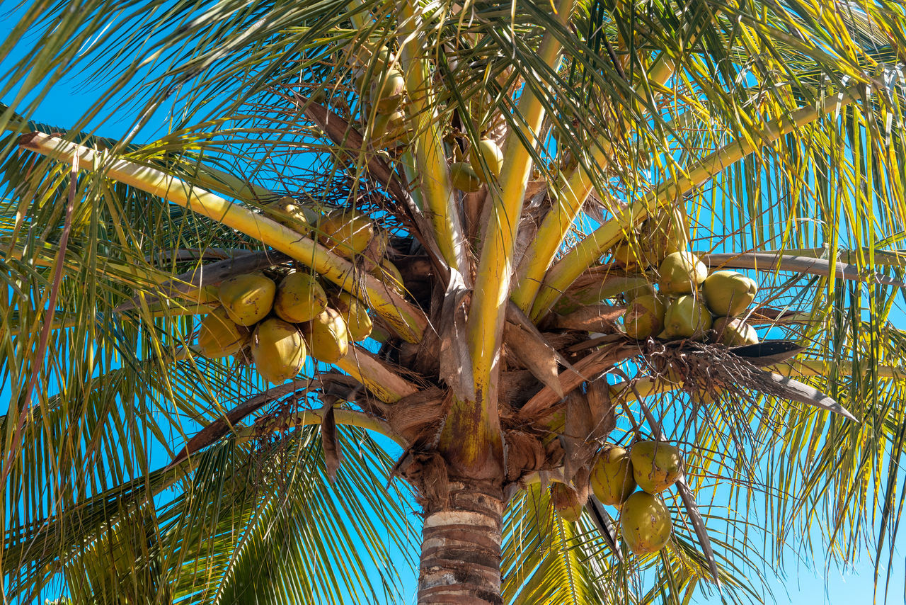 palm tree, tree, tropical climate, plant, date palm, palm leaf, borassus flabellifer, growth, low angle view, nature, leaf, no people, date palm tree, sky, beauty in nature, tropics, tropical tree, coconut palm tree, day, fruit, outdoors, trunk, tree trunk, green, plant part, food and drink, tropical fruit, food, coconut, produce, tranquility, healthy eating, blue