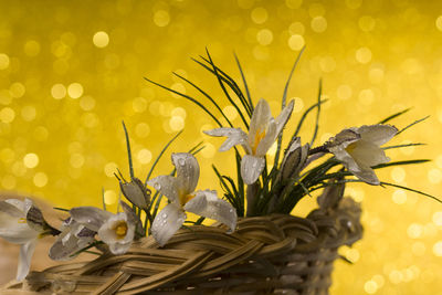 Close-up of yellow flowering plant