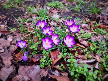 High angle view of purple crocus flowers on field