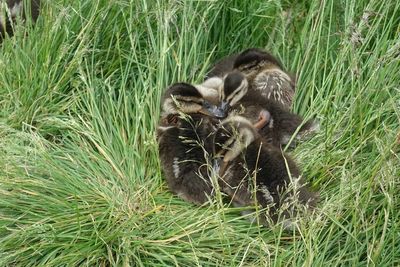 Lion grazing on grassy field