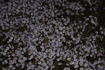 Autumn colors bloomed in the a garden