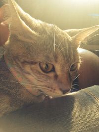 Close-up portrait of a cat