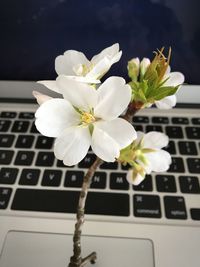 Close-up of white flowers