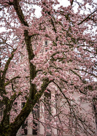 Low angle view of cherry blossom tree