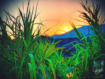 Close-up of fresh grass in field against sky at sunset