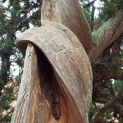 Close-up of tree trunk in forest