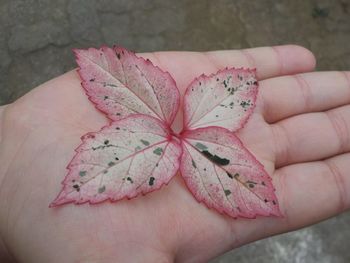 Close-up of hand holding flower