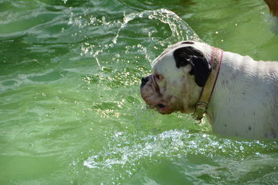 Side view of dog in lake