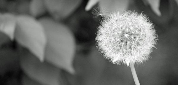 Close-up of dandelion flower