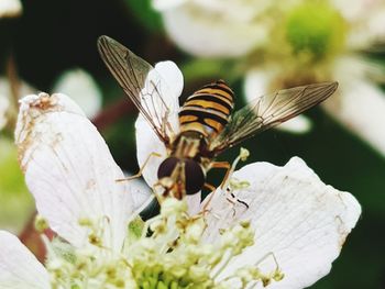 Close-up of butterfly pollinating on flower