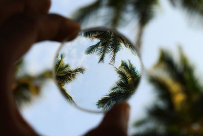 Cropped hand of person holding glass against trees and sky