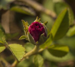 Close-up of pink flower