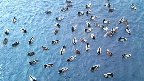 Birds in calm sea