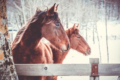 Close-up of horses standing on field during winter