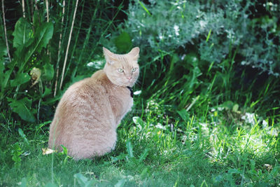 Portrait of cat on field