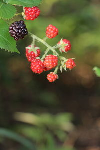 Close-up of red berries growing on tree