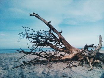 Close-up of dead tree on beach against sky