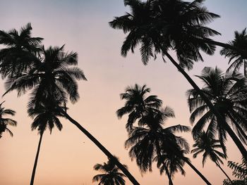 Low angle view of palm trees against clear sky