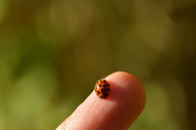 Cropped finger with ladybug