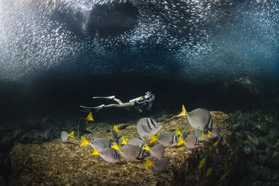 View of fish swimming in sea