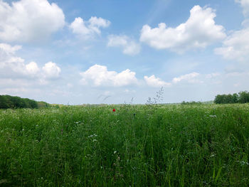 Scenic view of agricultural field against sky