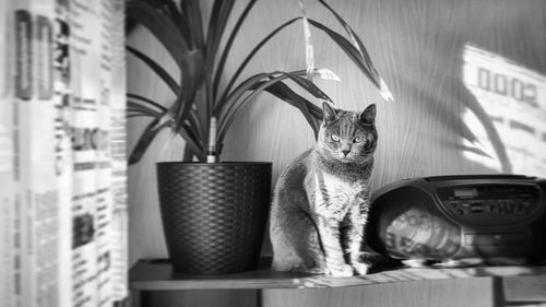 Portrait of cat looking through window at home